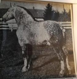 239523