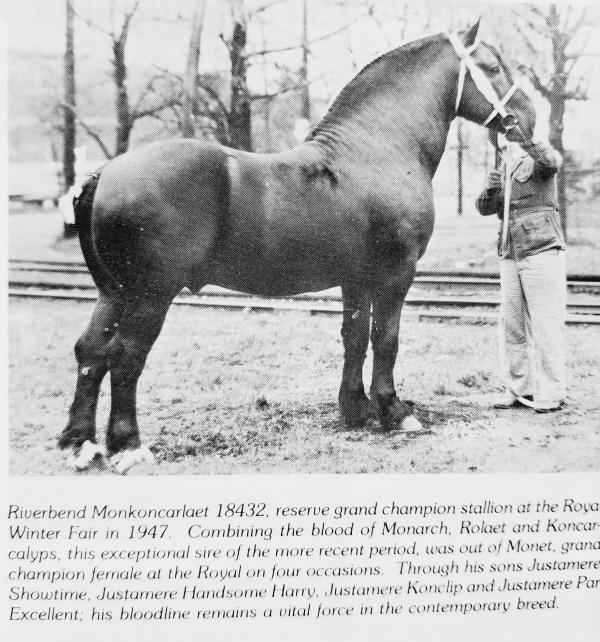 DigitalHorses: PHAoA :: Information Management for the Percheron Breed