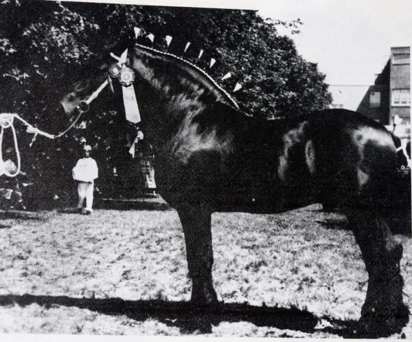 DigitalHorses: PHAoA :: Information Management for the Percheron Breed