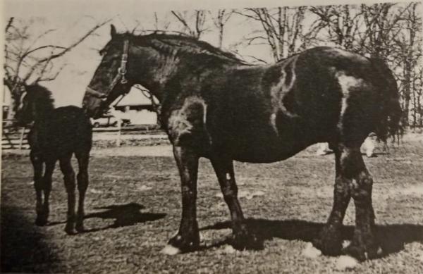 DigitalHorses: PHAoA :: Information Management for the Percheron Breed