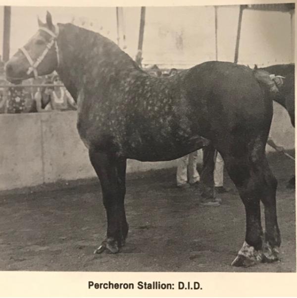 DigitalHorses: PHAoA :: Information Management for the Percheron Breed
