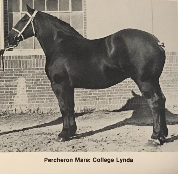 DigitalHorses: PHAoA :: Information Management for the Percheron Breed