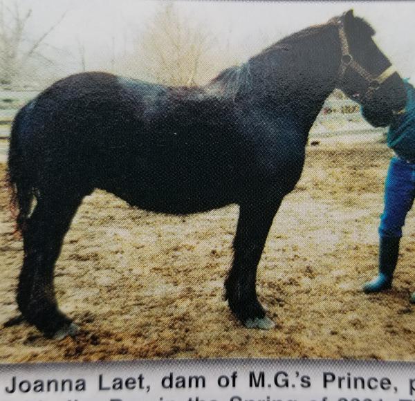 DigitalHorses: PHAoA :: Information Management for the Percheron Breed