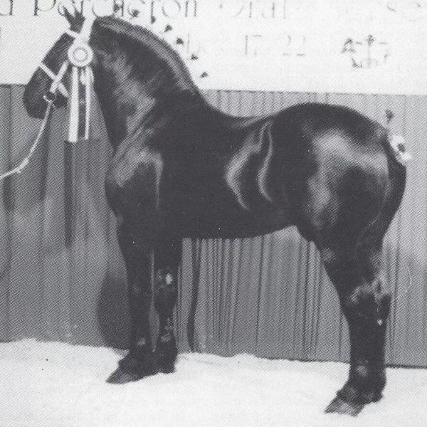 DigitalHorses: PHAoA :: Information Management for the Percheron Breed